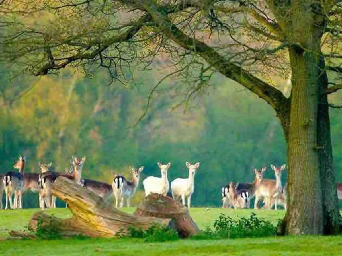 Heavenly Haven Hotel Lymington Buitenkant foto